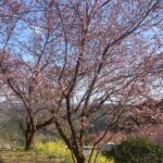 桜の季節となってきました。
