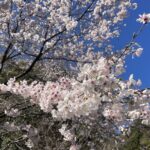 暖かくなってきました。